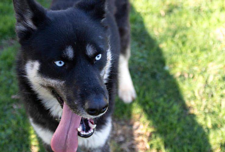 Temaki perro busca hogar