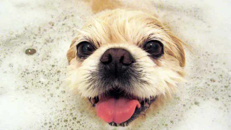 Perro, cachorro, bañarse Lavar cachorro