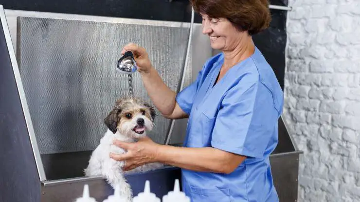 Perrito siendo lavado Cachorro de perro en la preparación