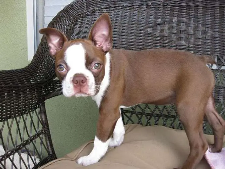Enfermedades más comunes del Boston Terrier
