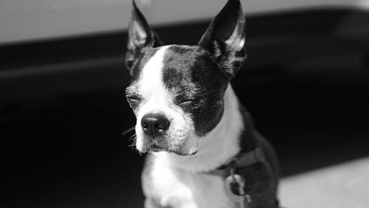 Curiosidades sobre el Boston Terrier Boston Terrier