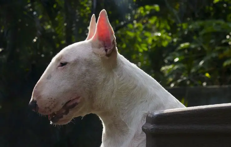 Raza de perro Bull Terrier (Foto Pixabay)