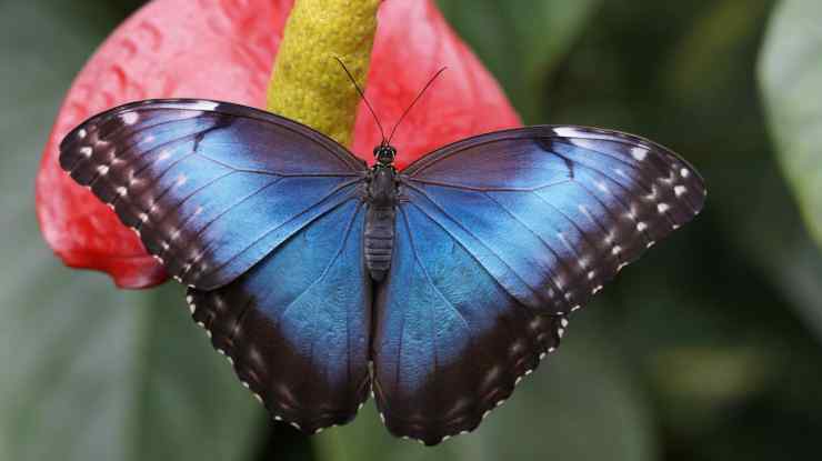 Mariposa azul en flor (foto pixabay)