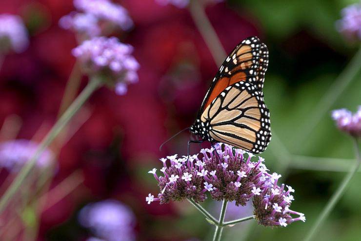 Las mariposas más venenosas del mundo.