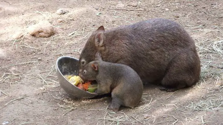 wombat come