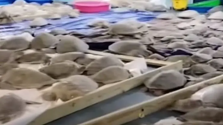 3.500 tortugas de Texas salvadas