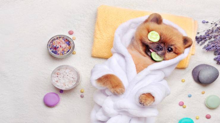 Accesorios de lujo para perros Accesorios de lujo para perros