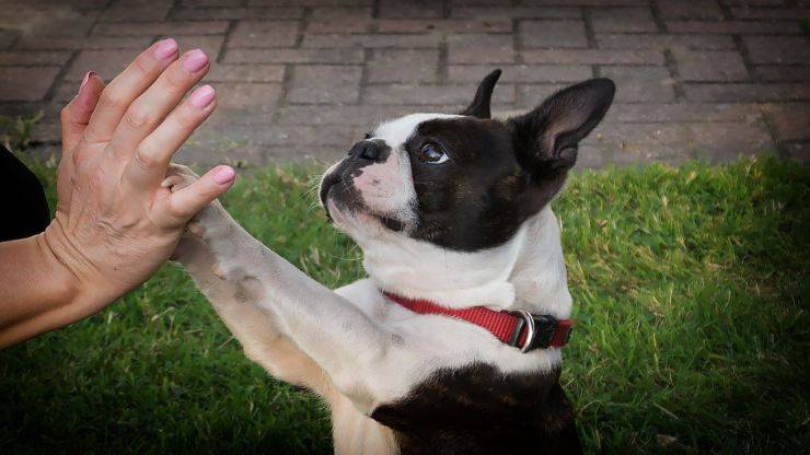 son los boston terriers propensos a problemas en las articulaciones