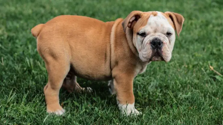 Bulldog inglés por qué adoptar esta raza bulldog ingles ingles adoptar maestro ideal