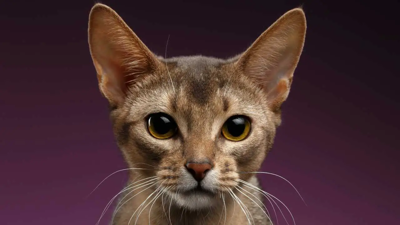 alimentando gato abisinio