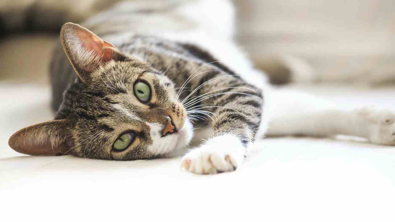 Gato tirado en el suelo Confiar al gato puede integrar el delito de abandono de animales