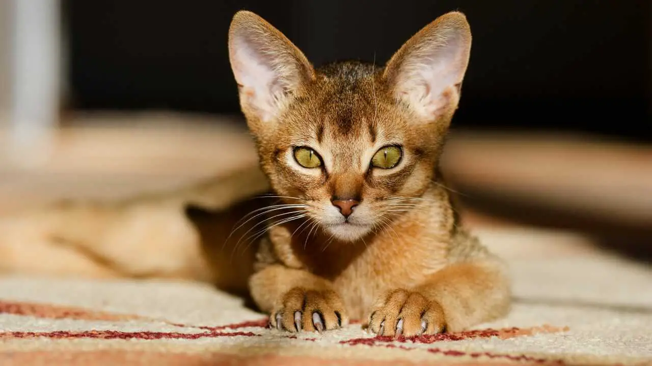 Cuidado del gato abisinio