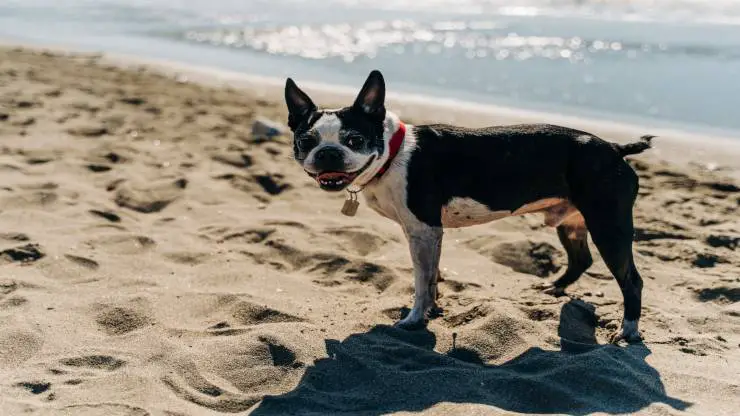 Curiosidades sobre el Boston Terrier Curiosidades sobre el Boston Terrier