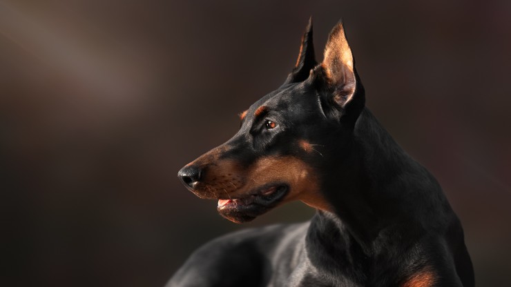 Curiosidades del Dobermann Curiosidad dobermann