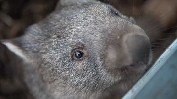 curiosidad wombat