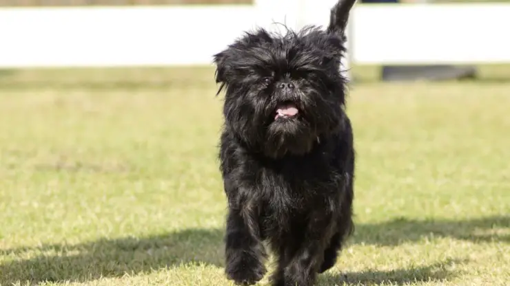 Affenpinscher corriendo Dieta Affenpinscher