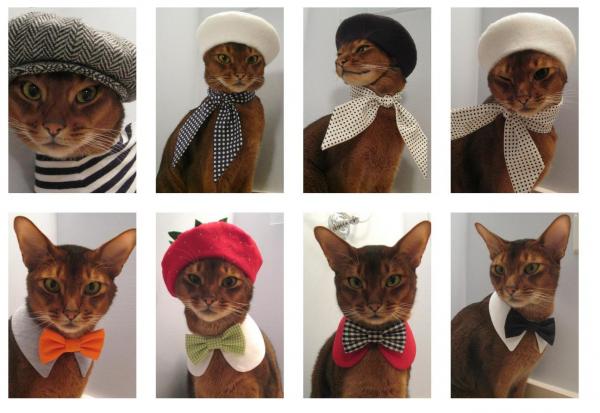 Disfraces de gatos DIY: el gato con pajarita o el gato con bufanda