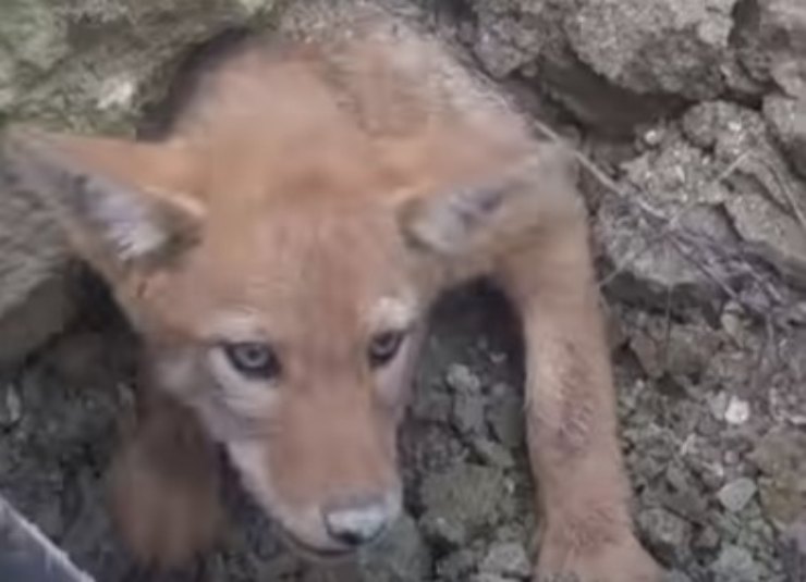 Cachorro de coyote enmarcado trabajadores liberados