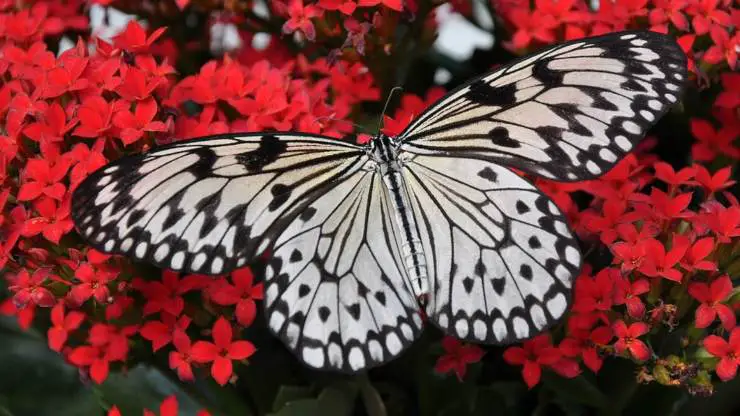 importancia del color de las alas de las mariposas alas mariposas color colores ala mariposa