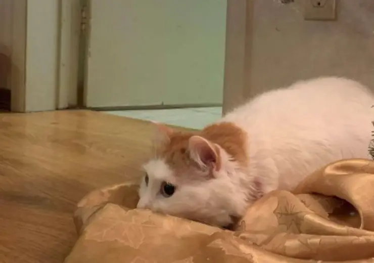 gatito triste no encuentra arbol de navidad