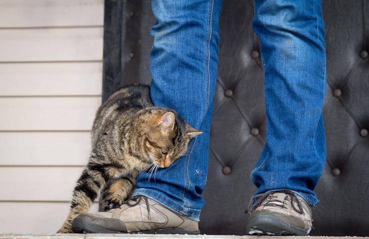 El gato lame la ropa del dueño: otro gesto extraño - Vida con Mascotas ▷➡️