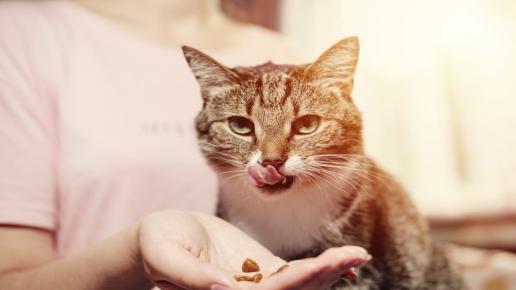 El gato pide comida pero no la come El gato pide comida pero no la come