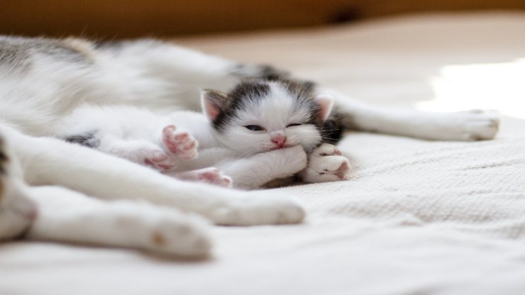 El gato se muerde El gato se muerde
