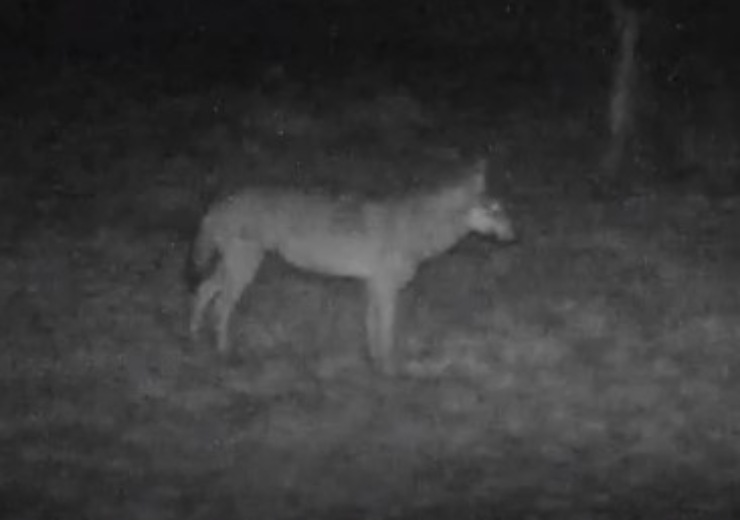 Wolf por primera vez en las colinas Euganeas
