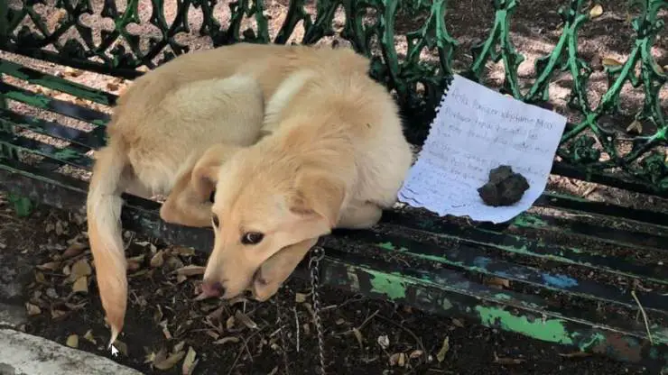 Ticket Dog Max Bench Nuevo