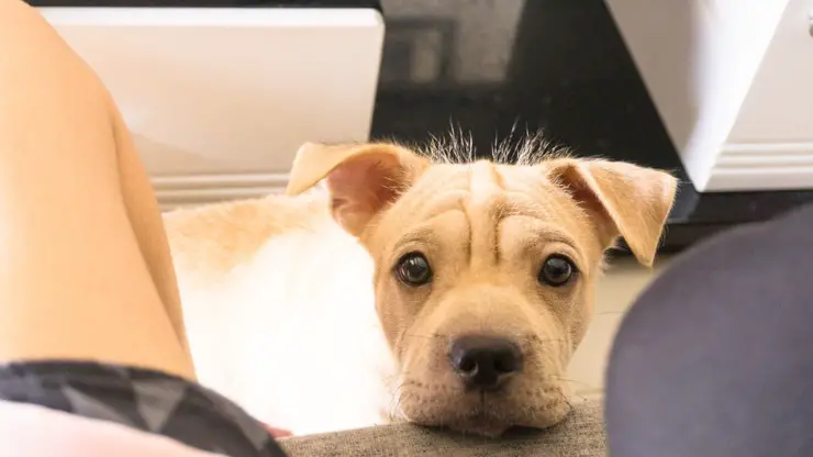 perro hace ojos tristes y mirada triste para ablandarnos bulldog cachorro perro ojos tristes mirada triste