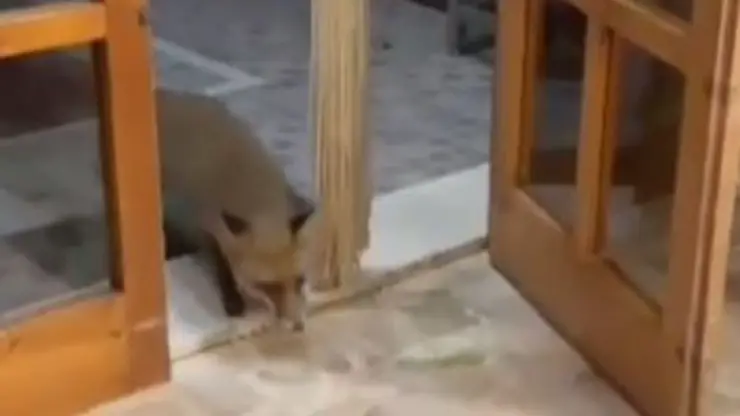 Video de la amistad de Fox Man
