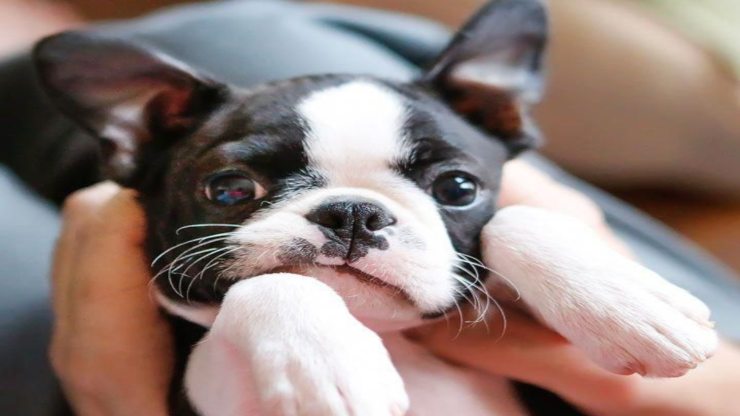 Enfermedades más comunes del Boston Terrier Enfermedades más comunes del Boston Terrier