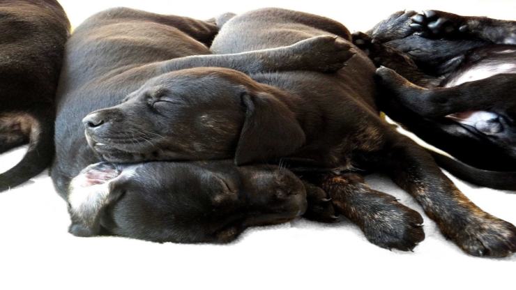 Enfermedades más comunes del Dobermann. Enfermedades más comunes del Dobermann.