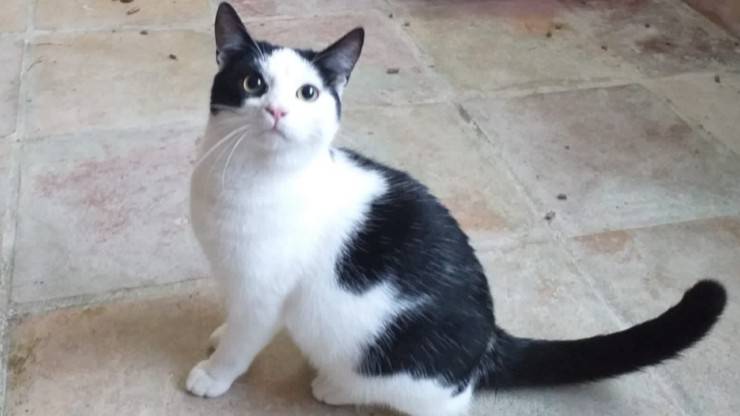 Hawk Cat busca familia