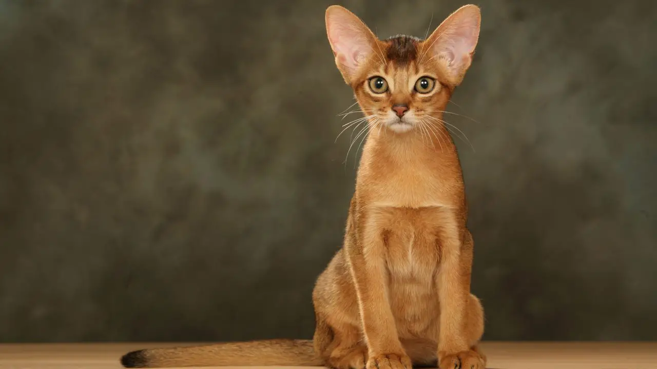 Gato abisinio: precio, carácter, cuidados, gatitos, salud - Vida con Mascotas ▷➡️