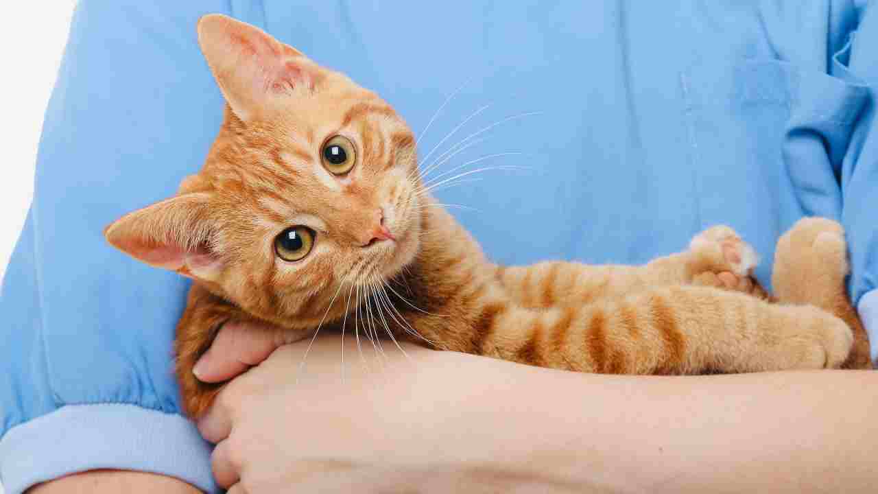 gato en los brazos del veterinario Hernia umbilical en gatos