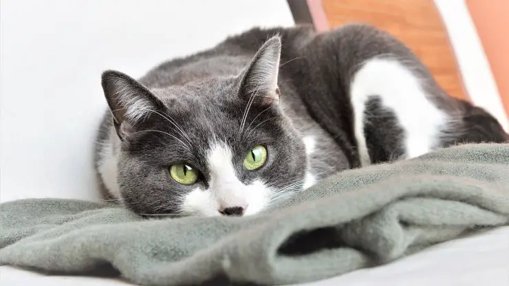 Gato en la manta Gato con hiperpotasemia