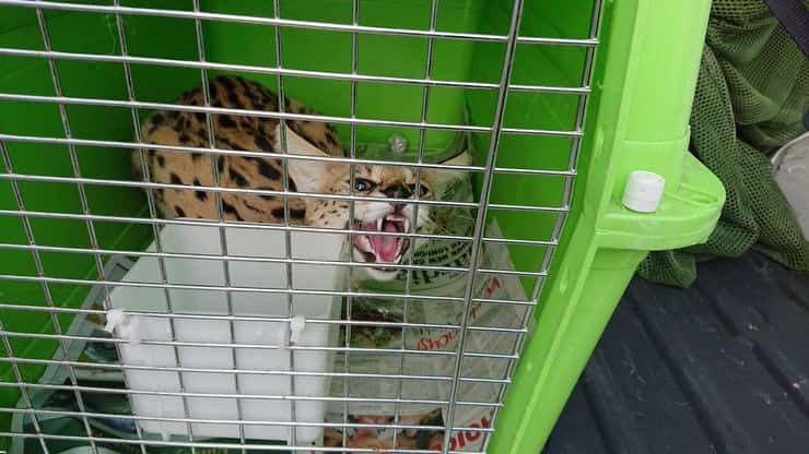 Zena la gata salvaje detenida ilegalmente