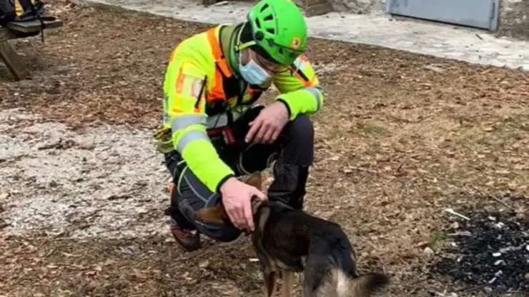 Hombre herido Perro Ash Rescue