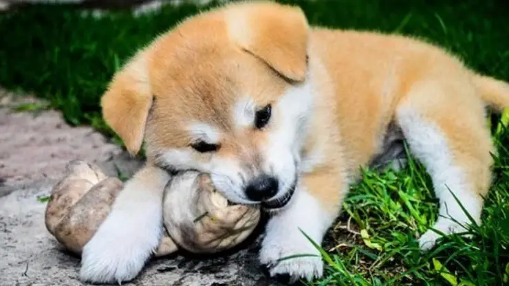 perro con huesos de piel lastima a perros o no Huesos de piel de perro
