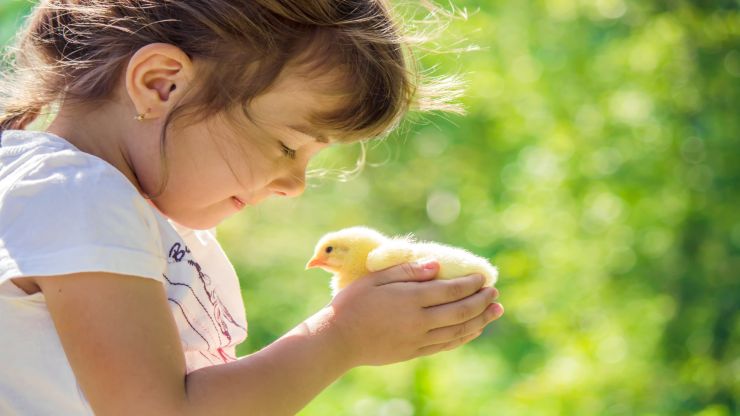 Las aves más adecuadas para los niños Las aves más adecuadas para los niños