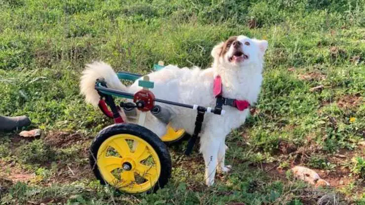Cagnolina Lea busca familia