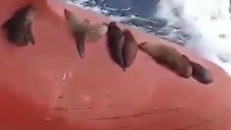 Video de paso del barco de los leones marinos
