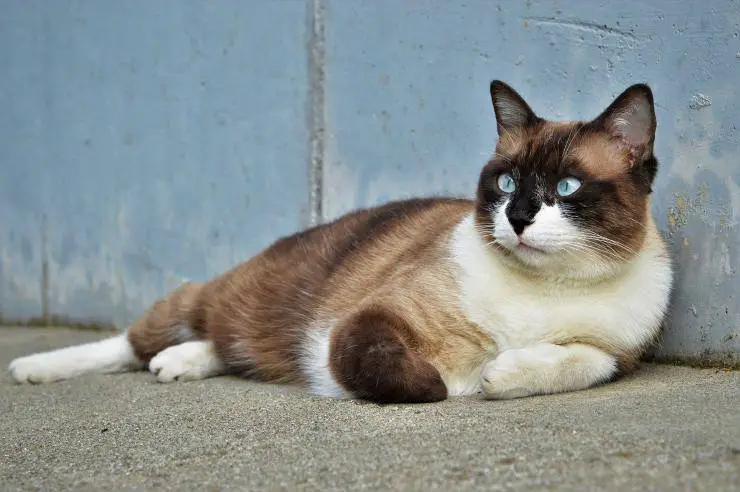 Los colores del pelaje del gato.