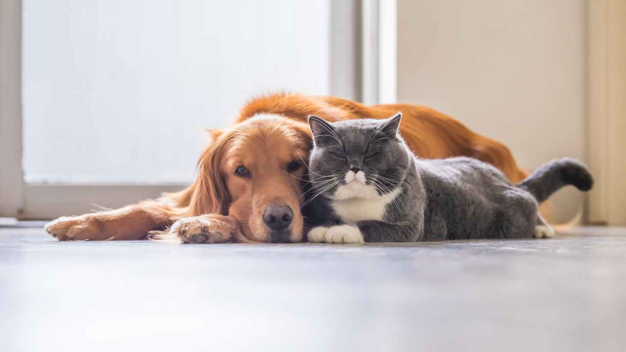 perro y gato Mascotas, las diferentes preferencias del mundo