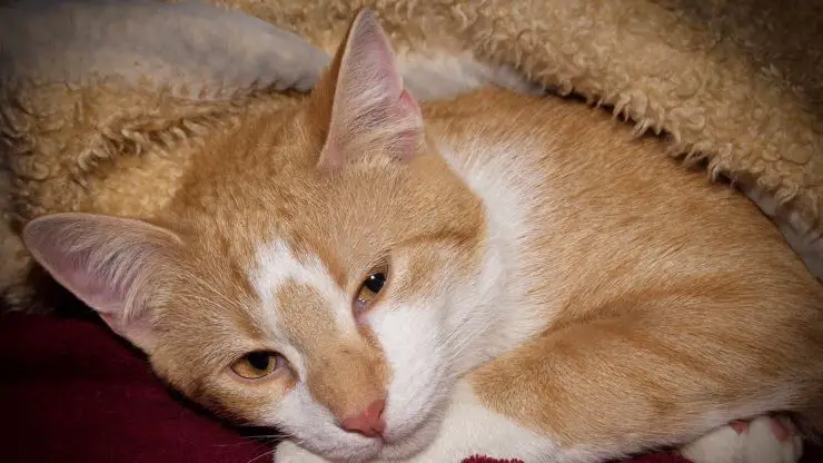 Medicamentos inhalados para gatos Drogas inhaladas para gatos