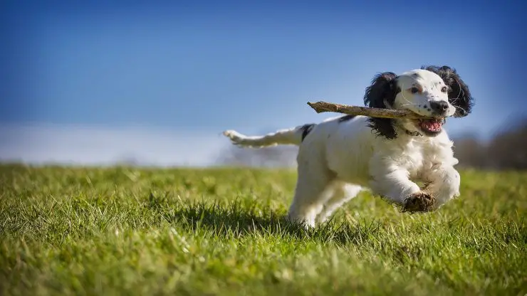 Perro come trozos de madera Perro come trozos de madera