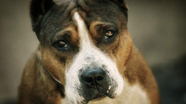 perro triste (Foto pixabay)