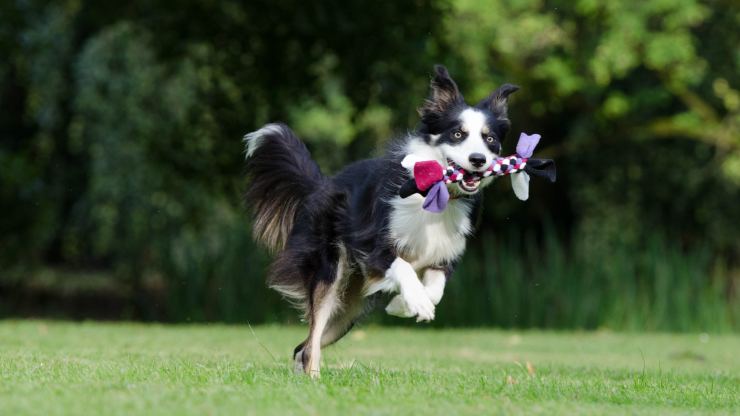 Perros deportivos: las 10 razas de perros que aman el deporte razas de perros más deportivos