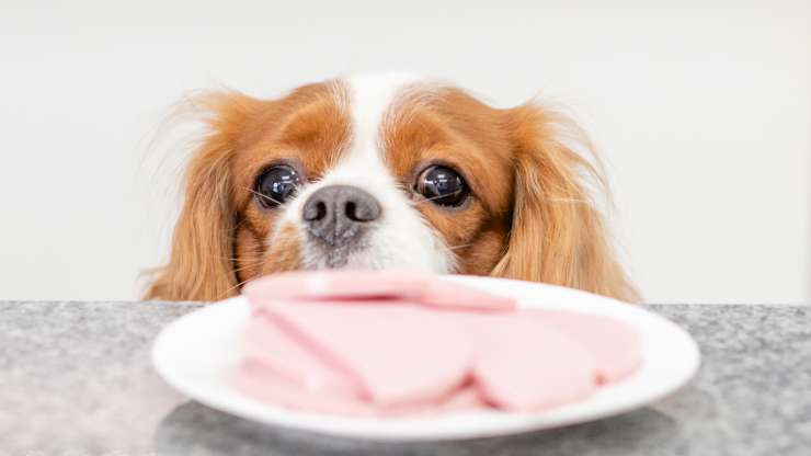que alimentar al rey cavalier